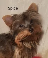 AKC Spice tiny alert, a female Yorkshire Terrier for sale in Cleburne, TX – Photo 1 of 9
