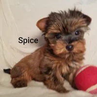 AKC Spice tiny alert, a female Yorkshire Terrier for sale in Cleburne, TX – Photo 8 of 10