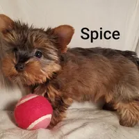 AKC Spice tiny alert, a female Yorkshire Terrier for sale in Cleburne, TX – Photo 7 of 10