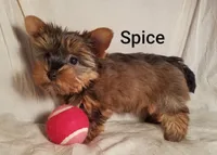 AKC Spice tiny alert, a female Yorkshire Terrier for sale in Cleburne, TX – Photo 6 of 9
