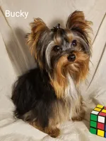 AKC Spice tiny alert, a female Yorkshire Terrier for sale in Cleburne, TX – Photo 9 of 9
