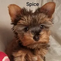 AKC Spice tiny alert, a female Yorkshire Terrier for sale in Cleburne, TX – Photo 6 of 10