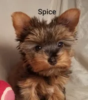AKC Spice tiny alert, a female Yorkshire Terrier for sale in Cleburne, TX – Photo 5 of 9
