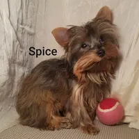 AKC Spice tiny alert, a female Yorkshire Terrier for sale in Cleburne, TX – Photo 2 of 9