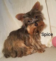 AKC Spice tiny alert, a female Yorkshire Terrier for sale in Cleburne, TX – Photo 3 of 9