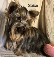 AKC Spice tiny alert, a female Yorkshire Terrier for sale in Cleburne, TX – Photo 1 of 10