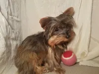 AKC Spice tiny alert, a female Yorkshire Terrier for sale in Cleburne, TX – Photo 4 of 9