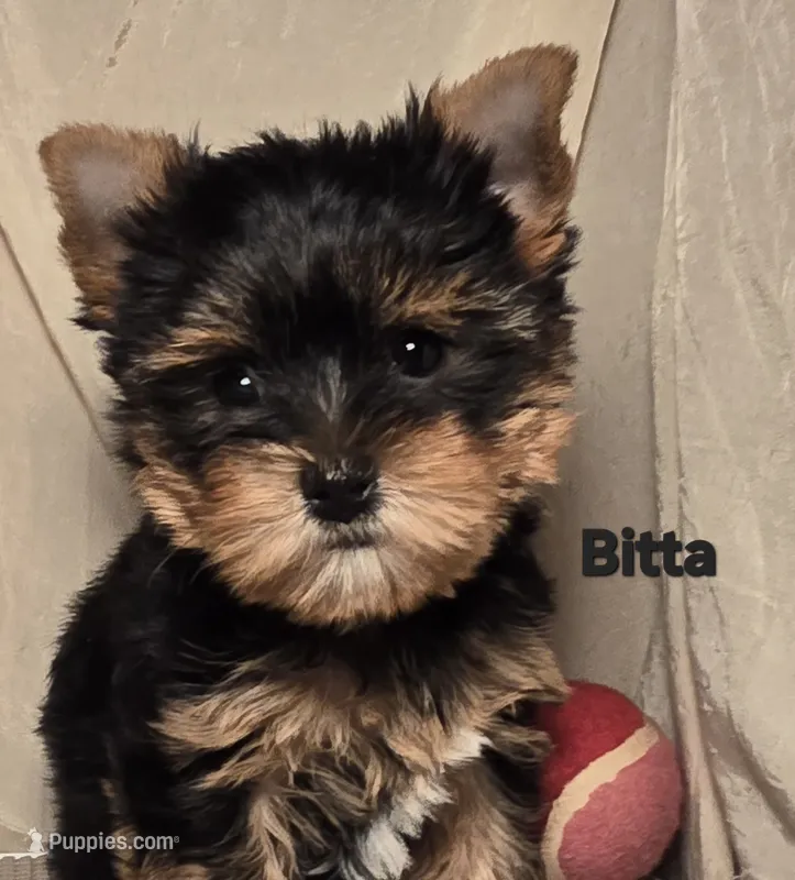 AKC Bitta – Yorkshire Terrier puppy for sale in Cleburne, TX
