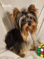 Dee Dee, a female Yorkshire Terrier for sale in Cleburne, TX – 3 of 3