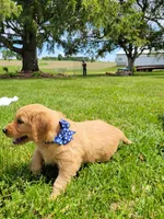 ABBY, a female Golden Retriever for sale in Greenwood, WI – 2 of 6