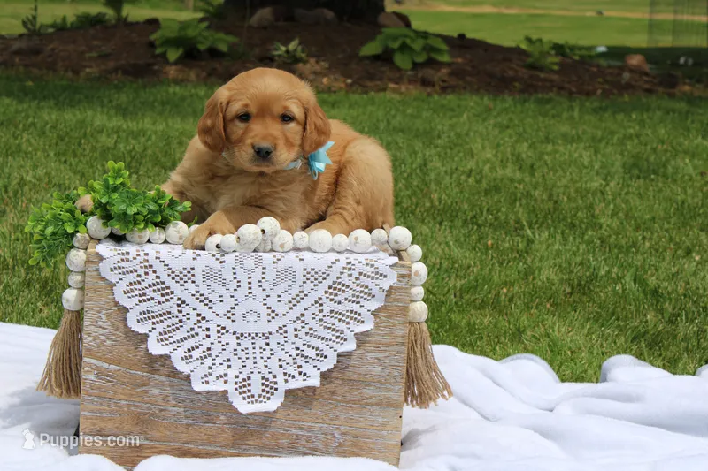 ASPEN – Golden Retriever puppy for sale in Greenwood, WI
