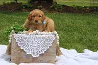 ASPEN, a female Golden Retriever for sale in Greenwood, WI – 1 of 4