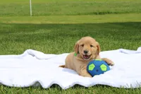 ARTIE, a male Golden Retriever for sale in Greenwood, WI – 2 of 5