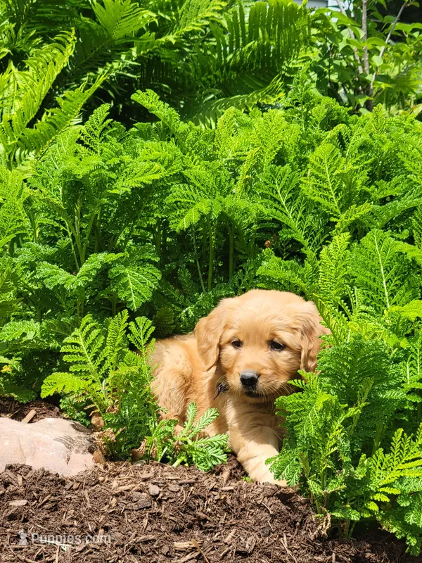 ABBY – Golden Retriever puppy for sale in Greenwood, WI