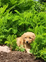 ABBY, a female Golden Retriever for sale in Greenwood, WI – 1 of 6