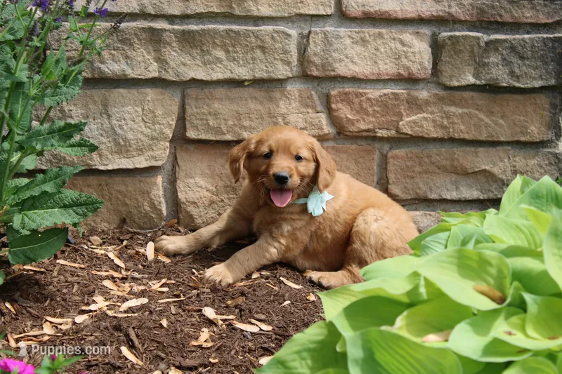 ADDIE – Golden Retriever puppy for sale in Greenwood, WI