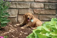 ADDIE, a female Golden Retriever for sale in Greenwood, WI – 1 of 5