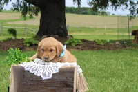 ASPEN, a female Golden Retriever for sale in Greenwood, WI – 2 of 4