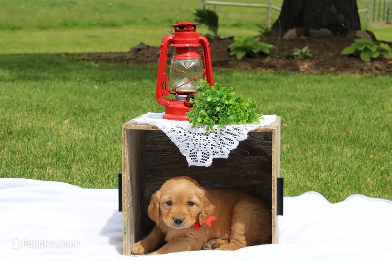 AVA – Golden Retriever puppy for sale in Greenwood, WI