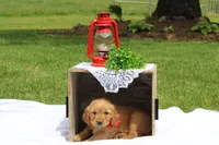 AVA, a female Golden Retriever for sale in Greenwood, WI – 1 of 4