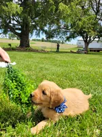 ABBY, a female Golden Retriever for sale in Greenwood, WI – 3 of 6