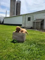 ABBY, a female Golden Retriever for sale in Greenwood, WI – 4 of 6