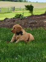 AERO, a male Golden Retriever for sale in Greenwood, WI – 1 of 6