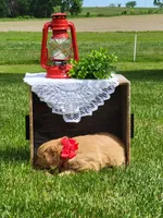 AVA, a female Golden Retriever for sale in Greenwood, WI – 2 of 4