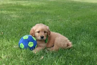 ARTIE, a male Golden Retriever for sale in Greenwood, WI – 3 of 5