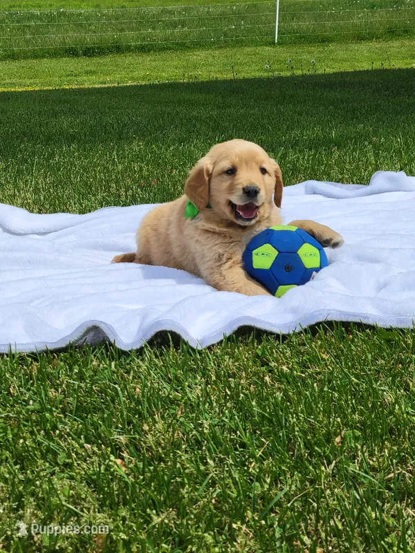 ARTIE – Golden Retriever puppy for sale in Greenwood, WI