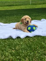 ARTIE, a male Golden Retriever for sale in Greenwood, WI – 1 of 5