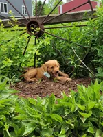 ADDIE, a female Golden Retriever for sale in Greenwood, WI – 3 of 5
