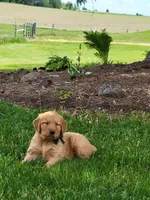 AERO, a male Golden Retriever for sale in Greenwood, WI – 3 of 6