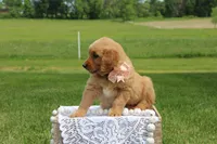 ARIEL, a female Golden Retriever for sale in Greenwood, WI – 2 of 5