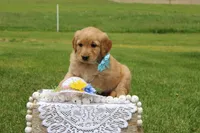 ALLIE, a female Golden Retriever for sale in Greenwood, WI – 3 of 5