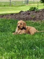 AERO, a male Golden Retriever for sale in Greenwood, WI – 4 of 6