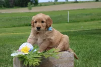 ALLIE, a female Golden Retriever for sale in Greenwood, WI – 2 of 5