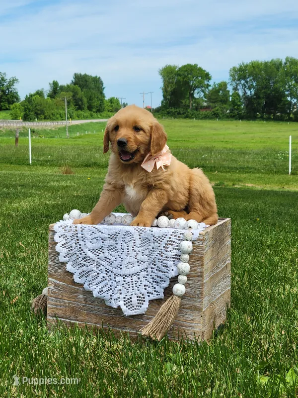 ARIEL – Golden Retriever puppy for sale in Greenwood, WI