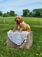 ARIEL, a female Golden Retriever for sale in Greenwood, WI – 1 of 5