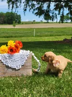 ARIEL, a female Golden Retriever for sale in Greenwood, WI – 3 of 5