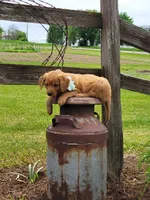ADDIE, a female Golden Retriever for sale in Greenwood, WI – 2 of 5