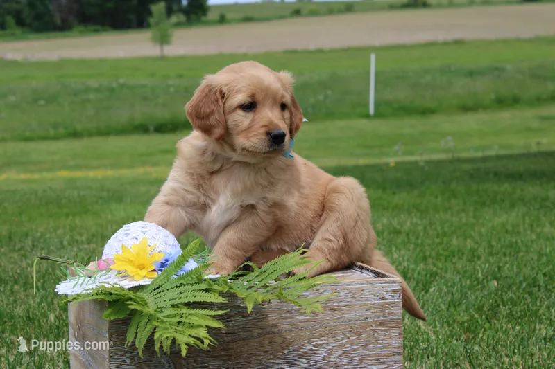 ALLIE – Golden Retriever puppy for sale in Greenwood, WI