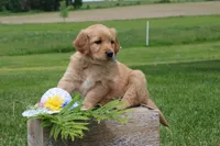 ALLIE, a female Golden Retriever for sale in Greenwood, WI – 1 of 5