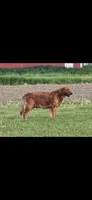 ALLIE, a female Golden Retriever for sale in Greenwood, WI – 4 of 5