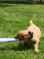 AERO, a male Golden Retriever for sale in Greenwood, WI – 2 of 6