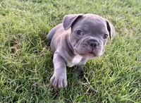 Bonnie, a female French Bulldog for sale in Neosho, MO – 5 of 8