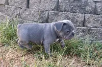 Bonnie, a female French Bulldog for sale in Neosho, MO – 2 of 8
