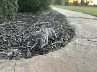 Lucy, a female French Bulldog for sale in Neosho, MO – 5 of 6