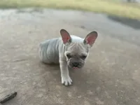 Orchid, a female French Bulldog for sale in Neosho, MO – 3 of 6