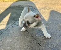 Violet, a female French Bulldog for sale in Neosho, MO – 2 of 7